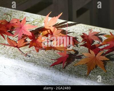 Primo piano di foglie di acero in Wuling Farm a Taichung, Taiwan Foto Stock