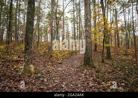 Sentiero pedonale attraverso una foresta decidua nella parte meridionale di Appalachia durante l'autunno. Foto Stock