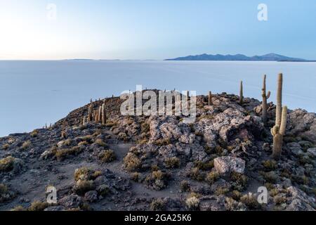 Mattina presto su Isla Incahuasi (Isla del Pescado) nel mezzo della più grande pianura salina del mondo Salar de Uyuni, Bolivia. L'isola è coperta a Trich Foto Stock