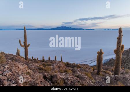 Mattina presto su Isla Incahuasi (Isla del Pescado) in Salar de Uyuni piatto di sale con Trichoreus cactus, Bolivia Foto Stock