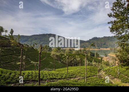 Tea Estate vicino a Dickoya nel Hill Country, Sri Lanka; Dikoya, distretto di Nuwara Eliya, Sri Lanka Foto Stock