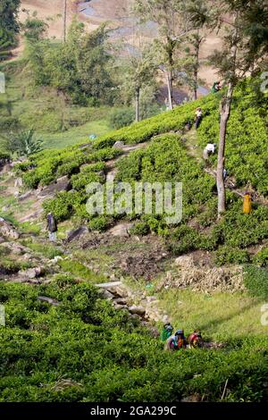 Tenuta del tè con i raccoglitori del tè vicino Dickoya nel paese della collina, Sri Lanka Foto Stock