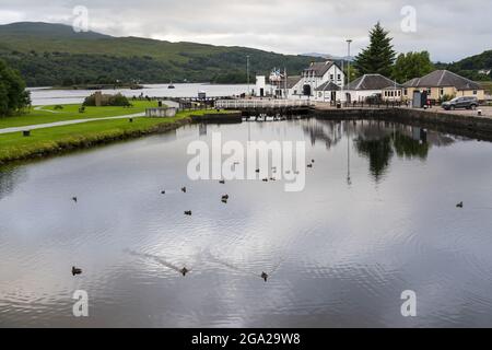 Le anatre nuotano nel canale Caledoniano vicino a Corpach, Scozia; Corpach, Scozia Foto Stock