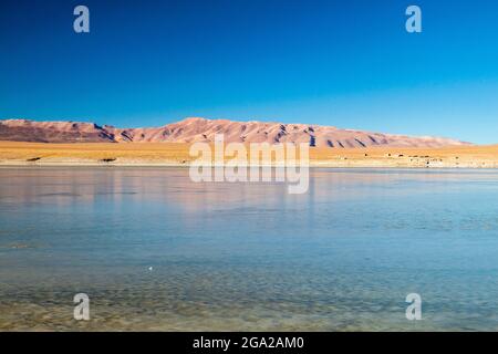 Lago di Laguna Collpa in Riserva Nacional de Fauna Area protetta Andina Eduardo Avaroa, Bolivia Foto Stock