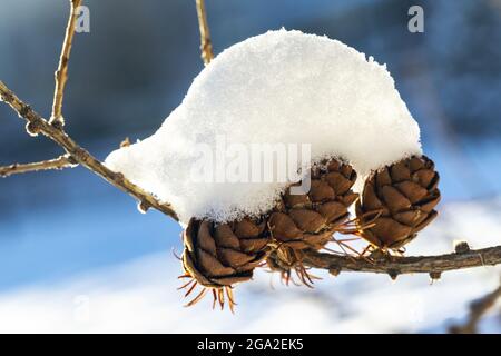 Primo piano di coni di larice parzialmente coperti di neve; Calgary, Alberta, Canada Foto Stock