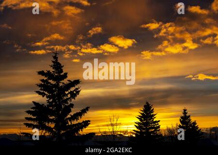 Spettacolari nuvole colorate al tramonto con alberi sempreverdi in primo piano; Calgary, Alberta, Canada Foto Stock