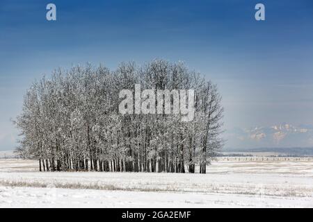 Un raggruppamento di alberi fortemente ghiacciati in un campo innevato con montagne in lontananza, ad ovest di Calgary; Alberta, Canada Foto Stock