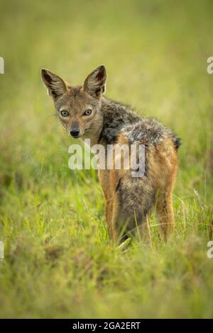 Il jackal nero (Lupulella mesomelas) si erge in erba guardando indietro nella macchina fotografica, Kicheche Bush Camp, Maasai Mara National Reserve Foto Stock