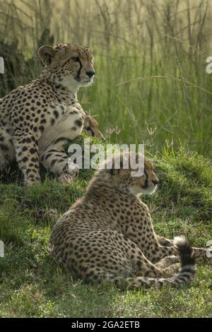 Cheetah (Acinonyx jubatus) e due cubs giacciono sul tumulo, Maasai Mara National Reserve; Narok, Masai Mara, Kenya Foto Stock