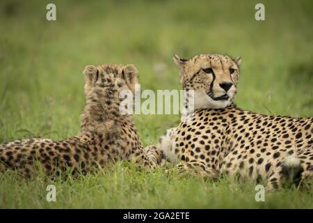 Primo piano di Cheetah (Acinonyx jubatus) e cucciolo giacente insieme, Maasai Mara National Reserve; Narok, Masai Mara, Kenya Foto Stock