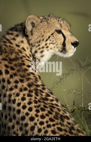 Primo piano di ghepardo (Acinonyx jubatus) seduto da rami spinosi, Maasai Mara National Reserve; Narok, Masai Mara, Kenya Foto Stock