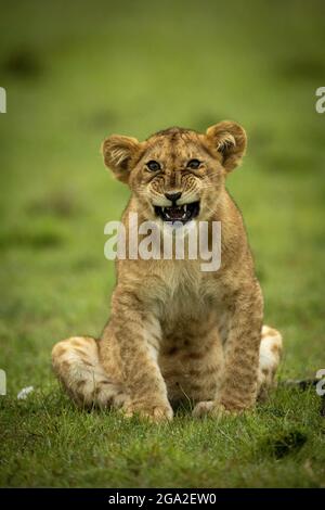 Cucciolo di Leone (Panthera leo leo) si siede guardando verso la macchina fotografica Growling, Maasai Mara National Reserve; Narok, Masai Mara, Kenya Foto Stock