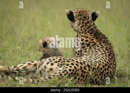 Cheetah (Acinonyx jubatus) e cub si trovano insieme di fronte, Maasai Mara National Reserve; Narok, Masai Mara, Kenya Foto Stock