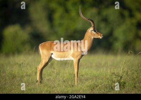 Maschio comune impala (Aepyceros melampus) in stand di profilo, Maasai Mara National Reserve; Narok, Masai Mara, Kenya Foto Stock