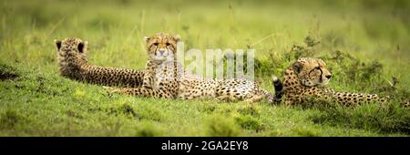 Panorama di tre ghepardi (Acinonyx jubatus) giacenti in prateria, Maasai Mara National Reserve; Narok, Masai Mara, Kenya Foto Stock