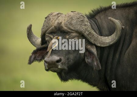 Bufago africanus sul naso di bufala (Syncerus caffer), riserva nazionale Maasai Mara; Narok, Masai Mara, Kenya Foto Stock