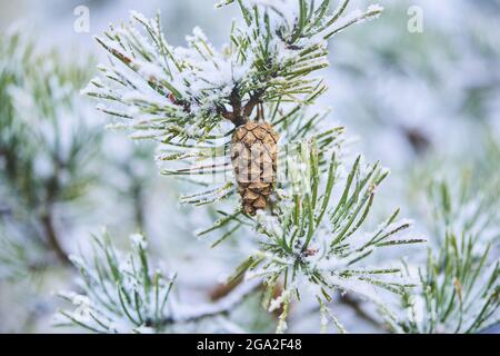 Cono di pino scozzese nevoso (Pinus sylvestris) appeso su un ramo del Monte Vapec, Kleine Fatra, Carpazi; Horna Poruba, Slovacchia Foto Stock
