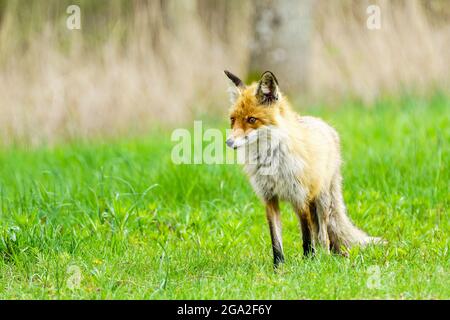 una giovane volpe marrone è in piedi nell'erba verde e in cerca di preda Foto Stock