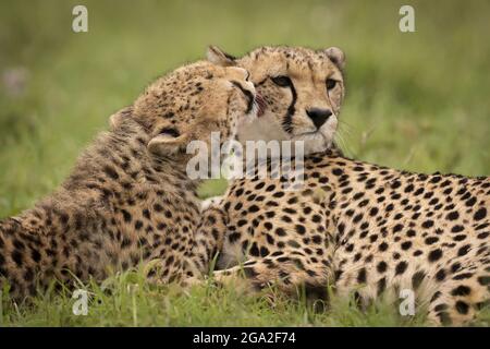 Primo piano del cub di ghepardo (Acinonyx jubatus) che lecca la madre che giace giù, riserva nazionale di Maasai Mara; Narok, Masai Mara, Kenya Foto Stock
