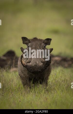 Il warthog comune (Phacochoerus africanus) si trova di fronte alla macchina fotografica in erba, Maasai Mara National Reserve; Narok, Masai Mara, Kenya Foto Stock