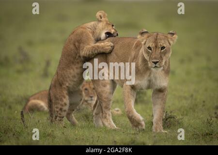 Cub leone (Panthera Leo) si erge sulle gambe posteriori che afferrano la leonessa, riserva nazionale Maasai Mara; Narok, Masai Mara, Kenya Foto Stock