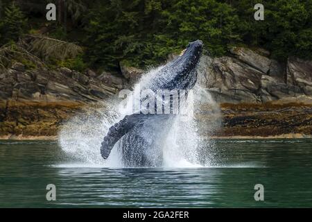 Breaching Humpback Whale (Megaptera novaeangliae) in Chatham Strait, Tongass National Forest, Southeast Alaska; Alaska, Stati Uniti d'America Foto Stock