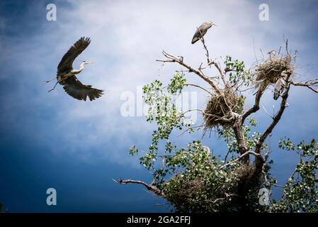 Great Blue Heron (Ardea herodias) che vola verso un nido in cima ad un albero nelle Montagne Rocciose; Colorado, Stati Uniti d'America Foto Stock