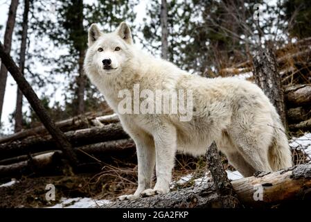 Un lupo artico (Canis lupus arctos) che si erge tra alberi caduti in un Santuario dei lupi nel nord del Colorado Foto Stock