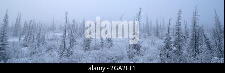 Paesaggio panoramico di alberi gelidi e piante con nebbia di ghiaccio; Whitehorse, Yukon, Canada Foto Stock