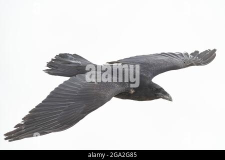 Primo piano ritratto di un corvo comune (Corvus Corax) che vola intorno a Whitehorse in un cielo chiave alto; Whitehorse, Yukon, Canada Foto Stock