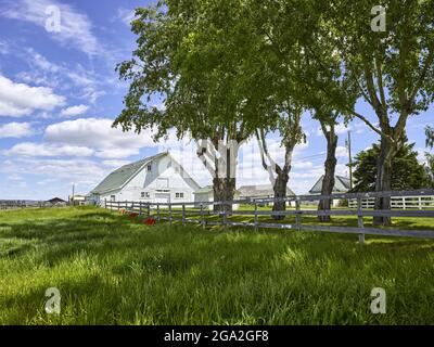 Old Banff Road Farm con un campo erboso e un fienile bianco con un palo e barriera ferroviaria sotto alberi ombreggiati; Calgary, Alberta, Canada Foto Stock