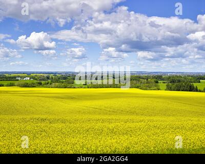 Campo di canola giallo vibrante con il paesaggio prateria che si estende fino all'orizzonte sotto un cielo nuvoloso e blu; Alberta, Canada Foto Stock