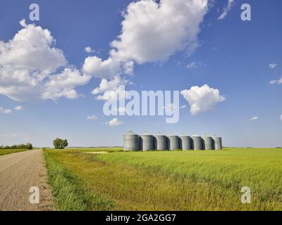 Zimmerman Road Country Farm con una fila di contenitori di stoccaggio del grano nel mezzo di un campo verde e erboso di fieno accanto ad una strada sterrata Foto Stock