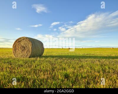 Primo piano di una balla di fieno arrotolata con molte balle di fieno che punteggiano il terreno agricolo della prateria in lontananza; Canada Foto Stock