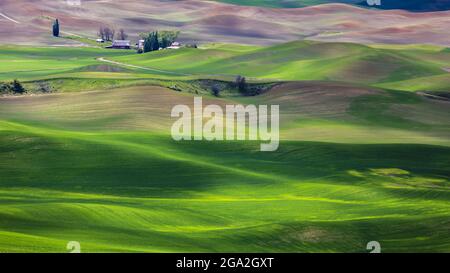 Colline soleggiate con campi di grano verde ed edifici agricoli; Palouse, Washington, Stati Uniti d'America Foto Stock