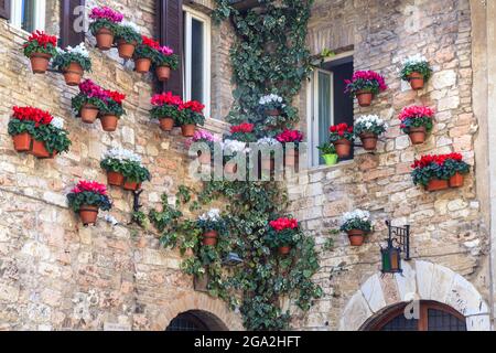 Primo piano dell'esterno di un vecchio edificio con colorati vasi di fiori sospesi verticalmente sulle pareti di pietra Foto Stock