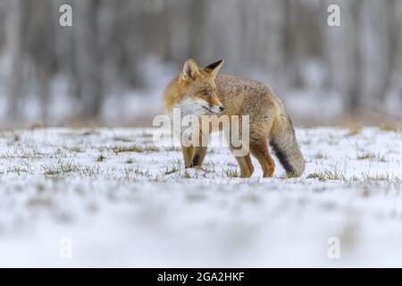 Volpe rossa (Vulpes vulpes) che si stalata preda nella neve; Europa Foto Stock