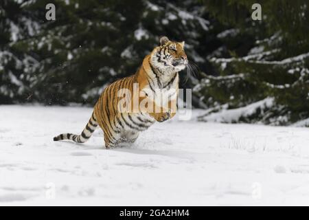 Tigre siberiana (Panthera tigris altaica) che corre nella neve; Repubblica Ceca Foto Stock