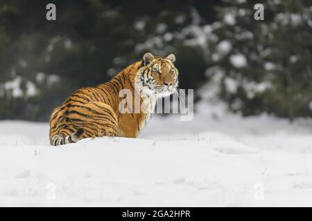 Tigre siberiana (Panthera tigris altaica) seduta nella neve in inverno; Repubblica Ceca Foto Stock