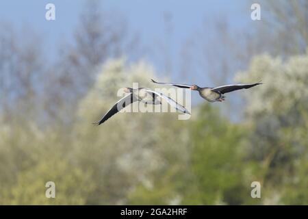 Due oche Graylag (Anser anser) in volo Foto Stock