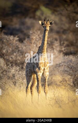 Giovane giraffa meridionale (Giraffa camelopardalis angolensis) guardando la macchina fotografica e in piedi in erba lunga dorata in un campo sulla savana al Gab... Foto Stock