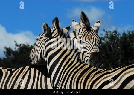 Estremo primo piano di due belle teste selvagge di Zebra con i loro colli incrociati con affetto. Girato durante il safari in Sud Africa. Foto Stock