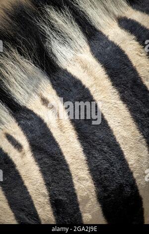 Da vicino la pelliccia striata e la criniera di una zebra pianeggiante (Equus quagga - ex Equus burchellii) nel Parco Nazionale di Etosha Foto Stock