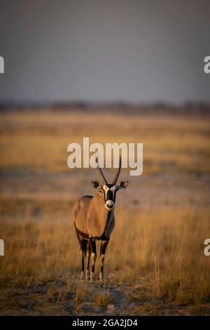 Ritratto di un gemsbok (Oryx gazella) in piedi su una pianura erbosa sulla savana e guardando la macchina fotografica al Parco Nazionale Etosha Foto Stock