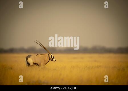 Ritratto di un gemsbok (Oryx gazella) in piedi su una pianura erbosa sulla savana e guardando in lontananza al Parco Nazionale Etosha Foto Stock