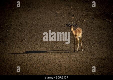 Ritratto di un impala comune maschile, illuminato dal sole (Aepyceros melampus) in piedi sulla pianura gettando una lunga ombra al Gabus Game Ranch e guardando un... Foto Stock