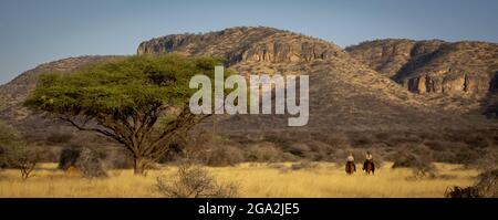 Vista presa da dietro di due donne a cavallo (Equus ferus caballus) che viaggia attraverso il bush al Gabus Game Ranch con montagne nel b... Foto Stock