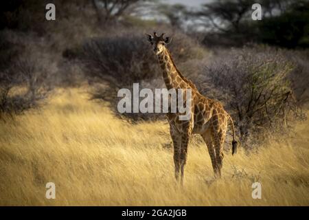 Ritratto della giraffa meridionale (Giraffa camelopardalis angolensis) guardando la macchina fotografica e in piedi in erba lunga dorata sulla savana al sole... Foto Stock