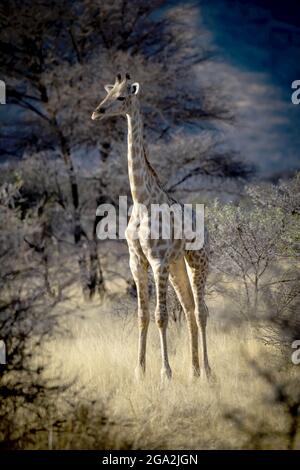Ritratto della giraffa meridionale (Giraffa camelopardalis angolensis) in piedi in erba lunga dorata in una radura nei boschi della savana... Foto Stock