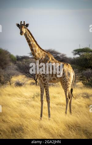 Ritratto della giraffa meridionale (Giraffa camelopardalis angolensis) guardando la macchina fotografica e in piedi in erba lunga dorata sulla savana su un... Foto Stock